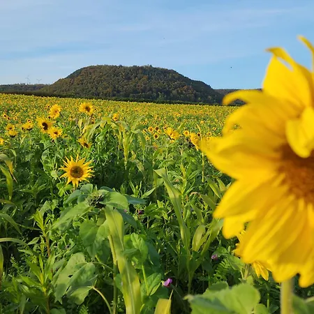 Mw 4a Bis 66 M2 Weserbergland Weser 1-2p 1szi Mbad 3-4p 2szi M2baeder Terrasse Waesche Endreinigung Self Checkin شقة Höxter
