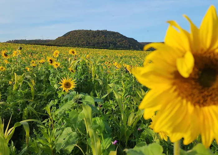 Mw 4a Bis 66 M2 Weserbergland Weser 1-2p 1szi Mbad 3-4p 2szi M2baeder Terrasse Waesche Endreinigung Self Checkin Appartement Höxter