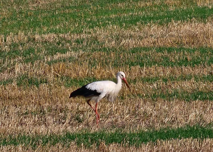 Appartement Mw 4a Bis 66 M2 Weserbergland Weser 1-2p 1szi Mbad 3-4p 2szi M2baeder Terrasse Waesche Endreinigung Self Checkin *